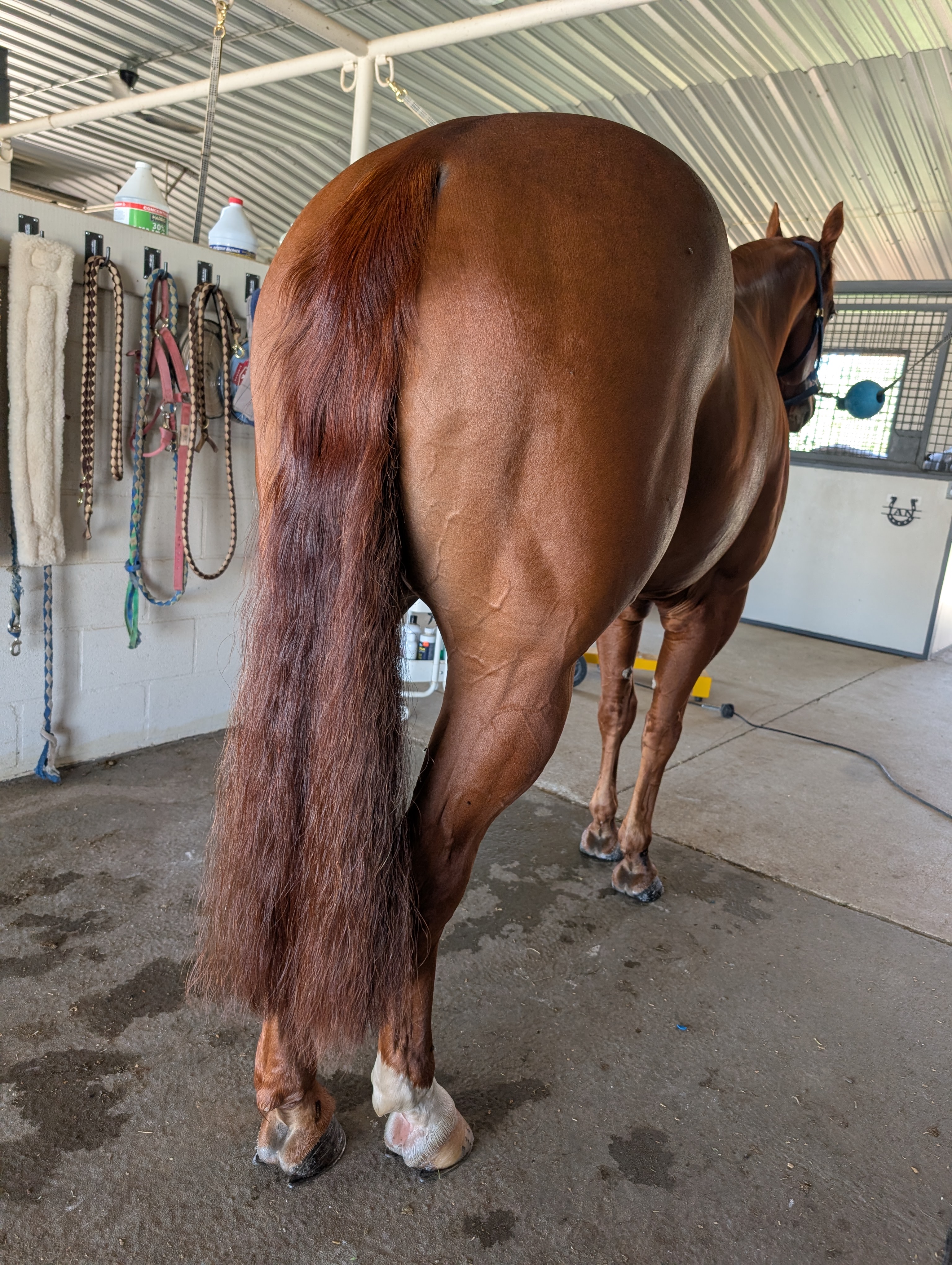 DIY Mane & Tail Detangler: Safe, Natural Recipes for Your Horse