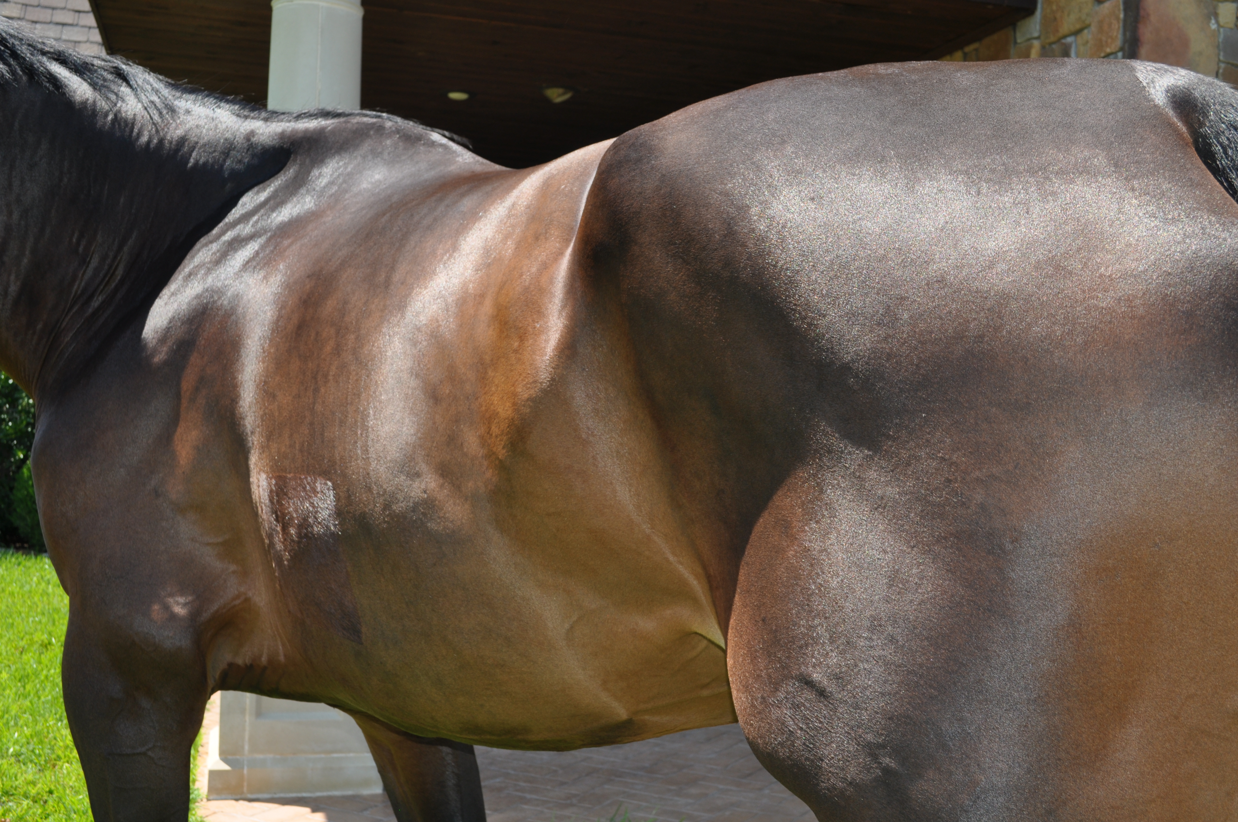 7 Signs Your Horse Needs a Better Mineral Balance