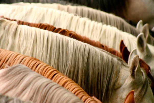 Why Your Horse’s Mane and Tail Keep Breaking (And How to Fix It)
