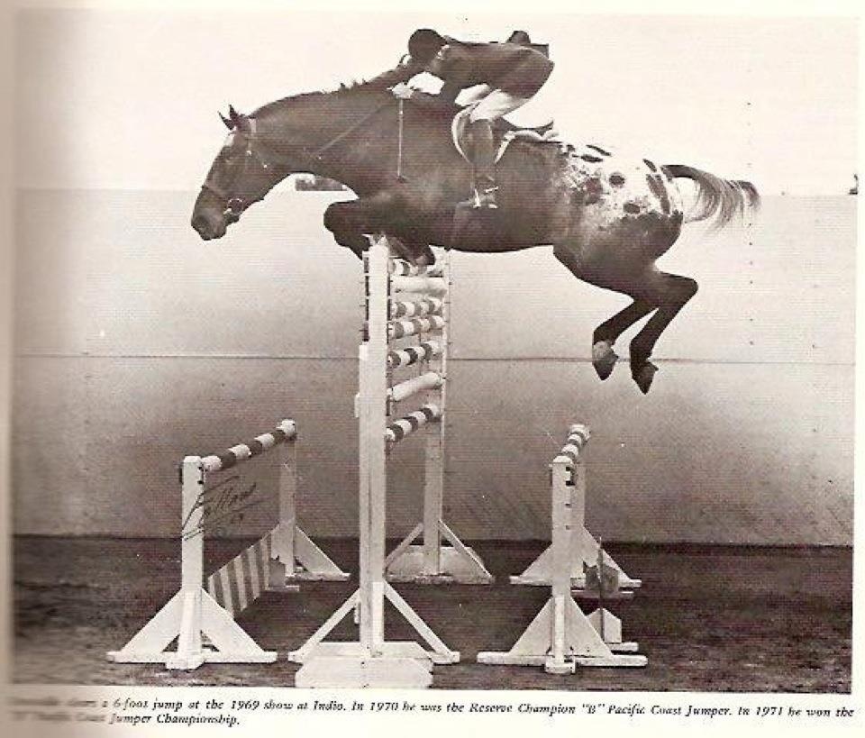 The Ultimate Guide to Performance Horse Nutrition