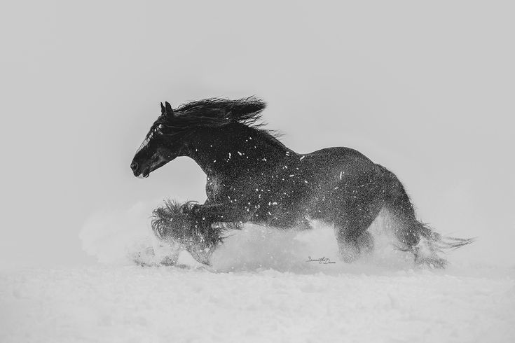 Winter Grooming Tips for Horses