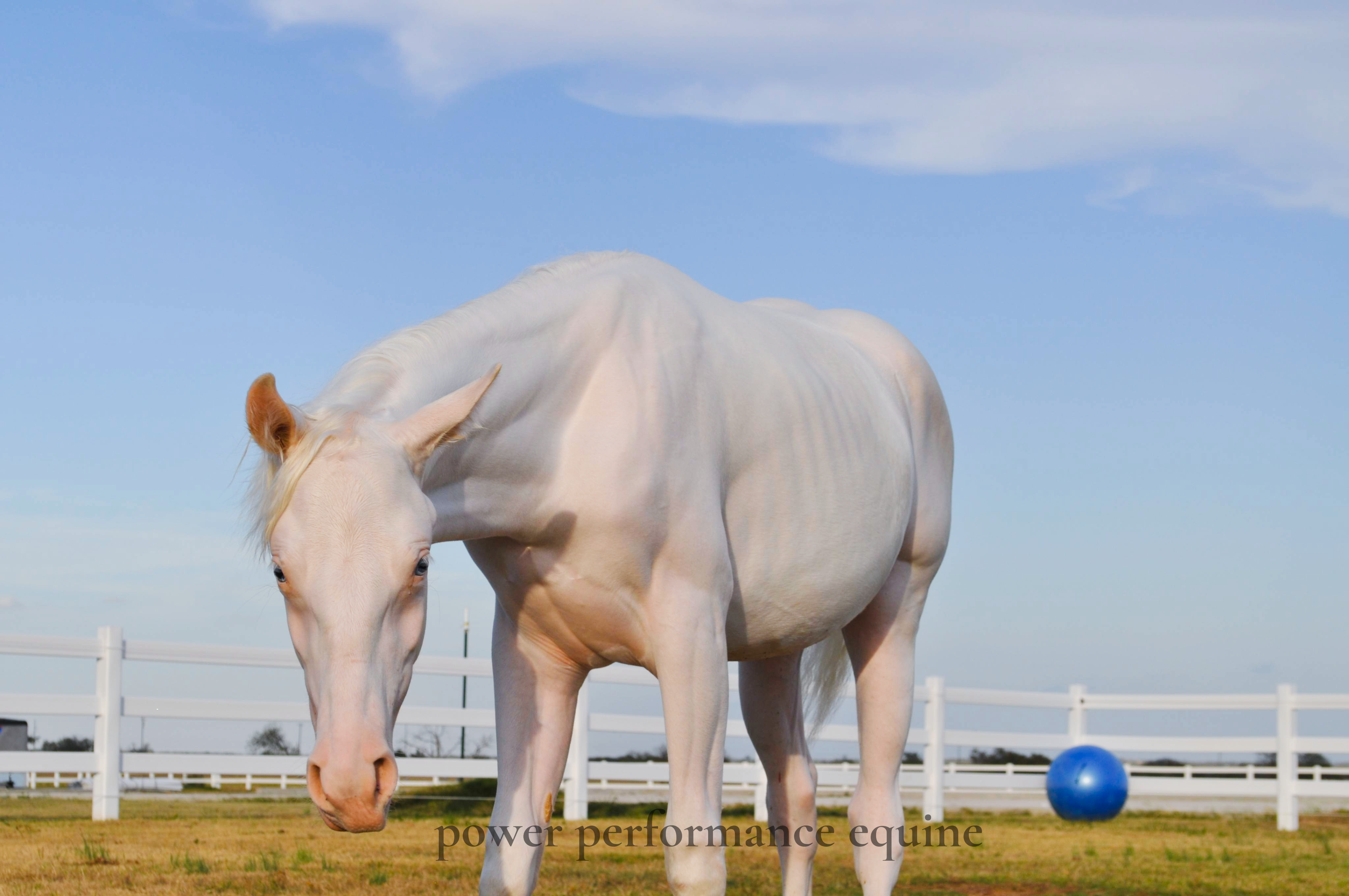 Sun Protection for Horses: Protecting Pink Skin, Blue Eyes, and Sensitive Faces